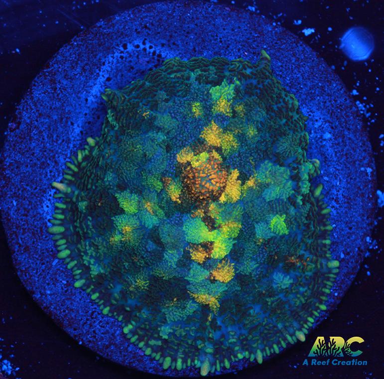 Jupiter Red Rhodactis