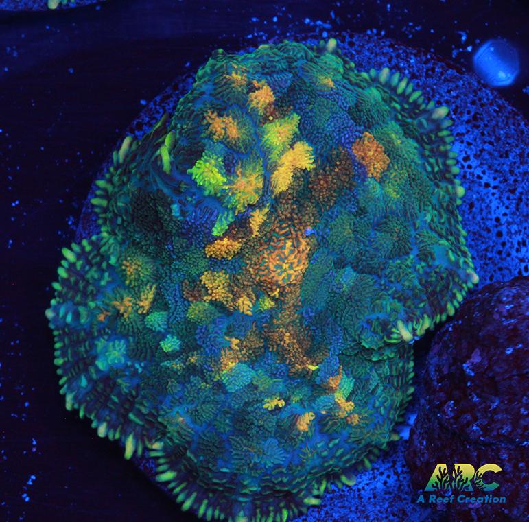 Jupiter Red Rhodactis