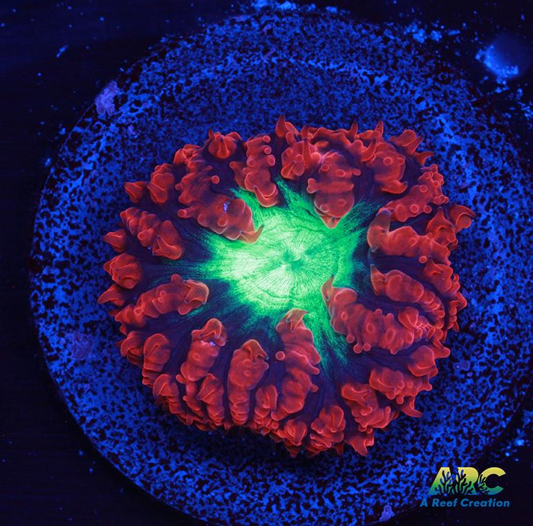 Red and Black Blasto