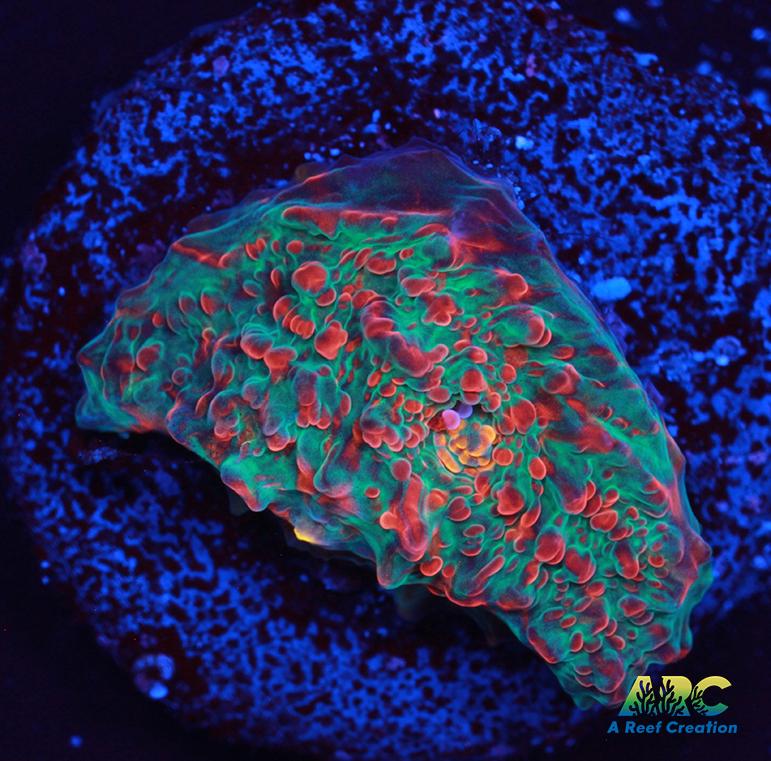 Cherry Garcia Chalice