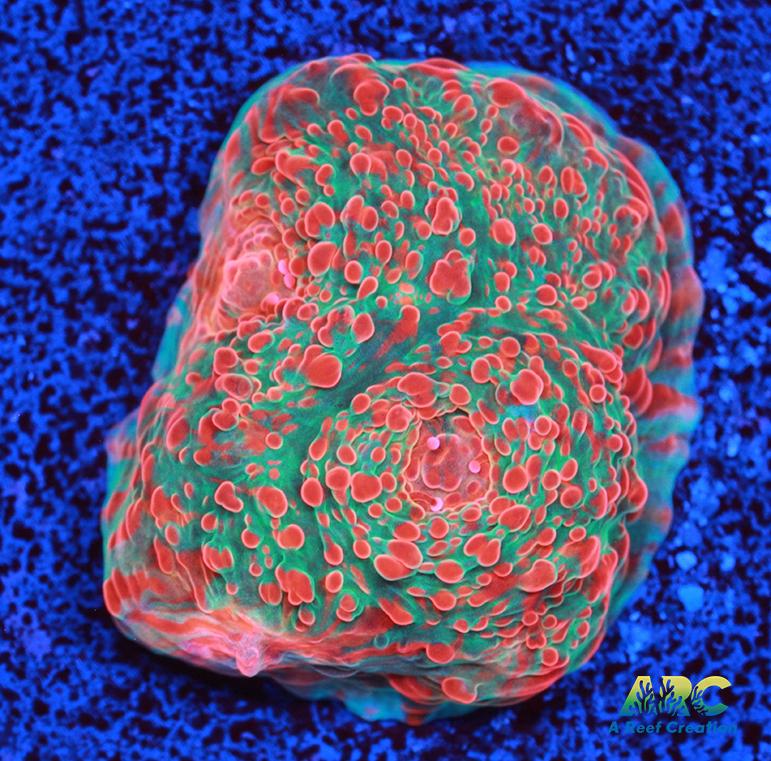 Cherry Garcia Chalice