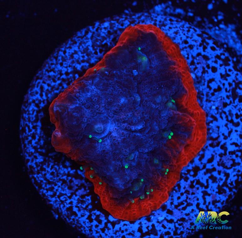 ECC Rose Rim War Coral