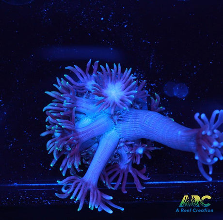 Icy Blue Goni