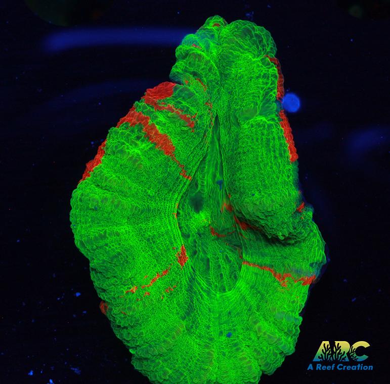 Bleeding Apple Scoly