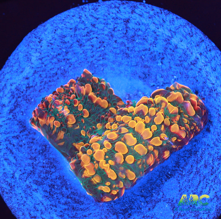 CC Cloudberries Chalice