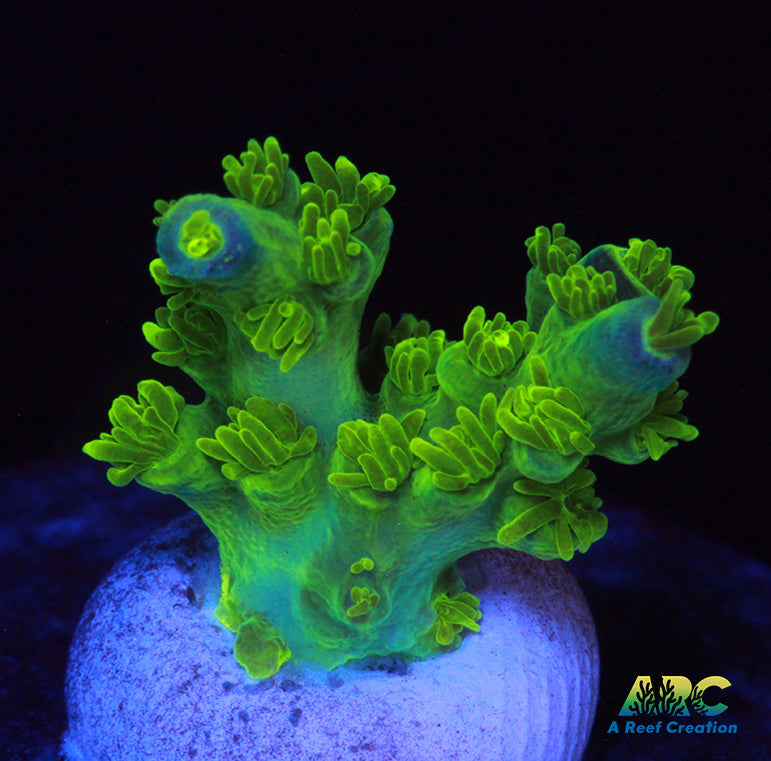 RRC Marvin the Martian