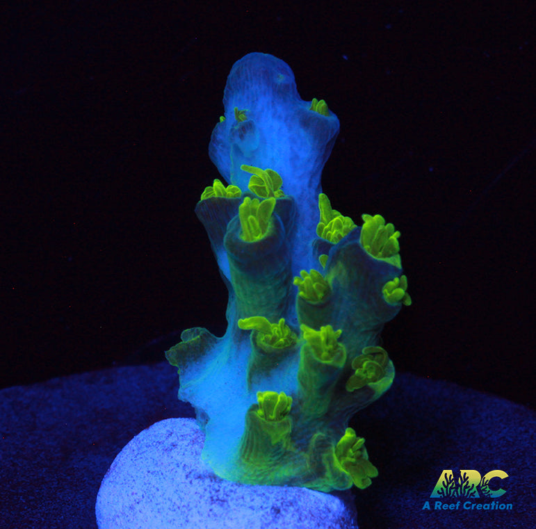 RRC Marvin the Martian