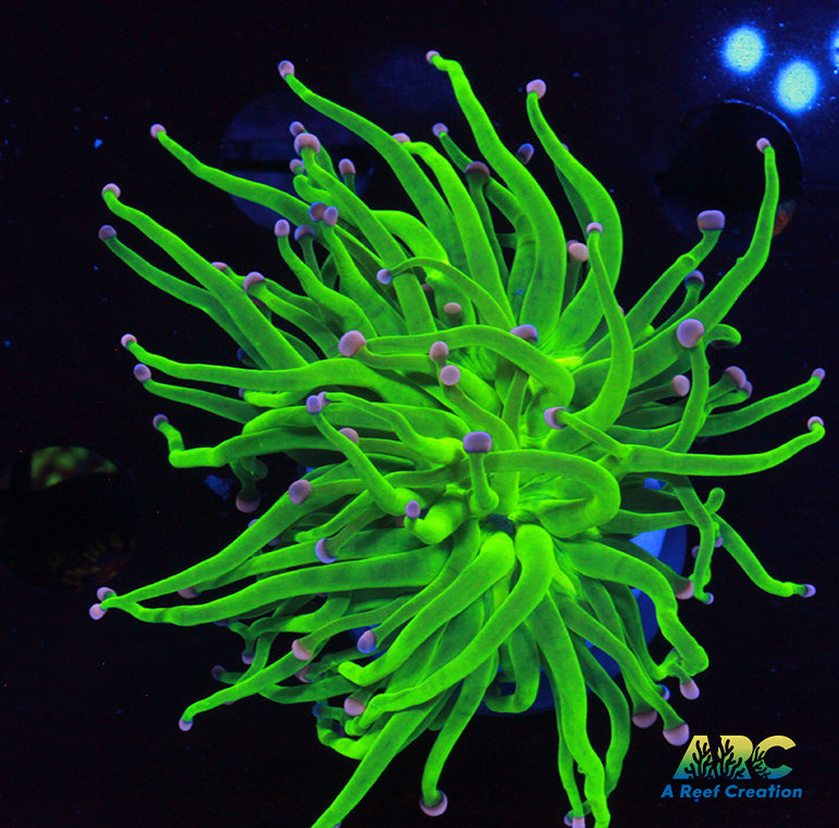 ARC Brighter than Todd's Torch