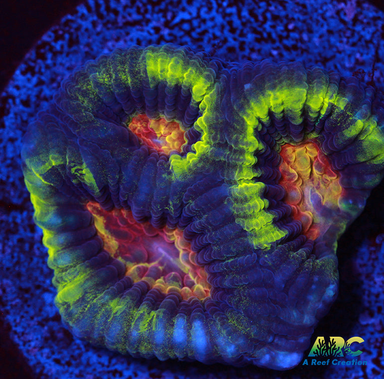 ARC Flaming Eyes Favia