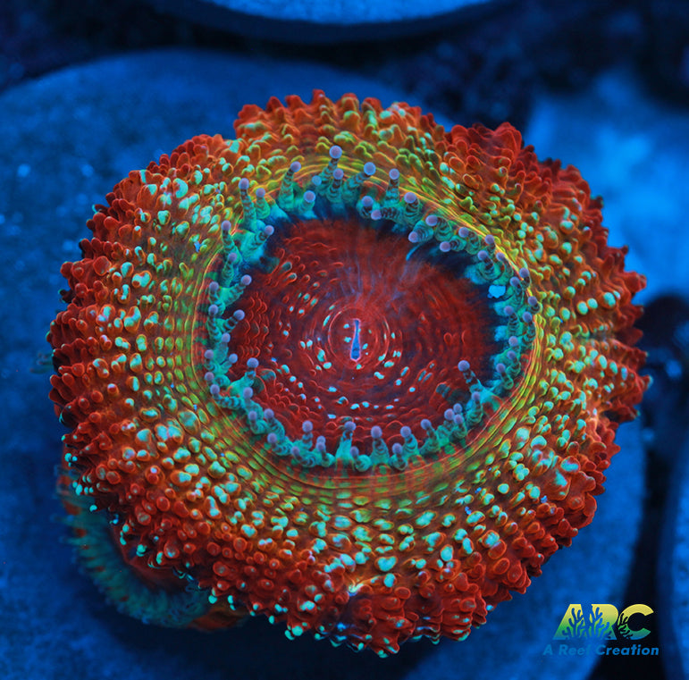 ARC Stardust Acan