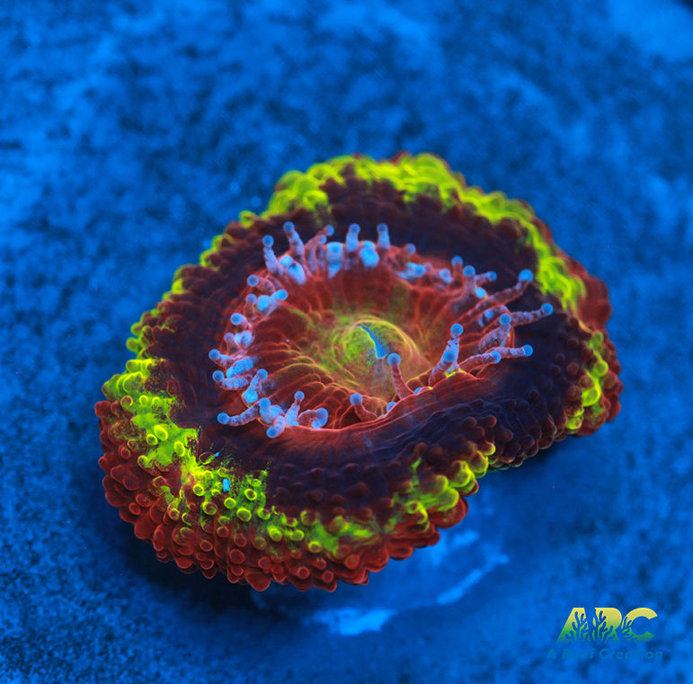 Black Hole Sun Acan