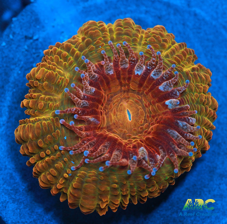 ARC Blood Orange Acan