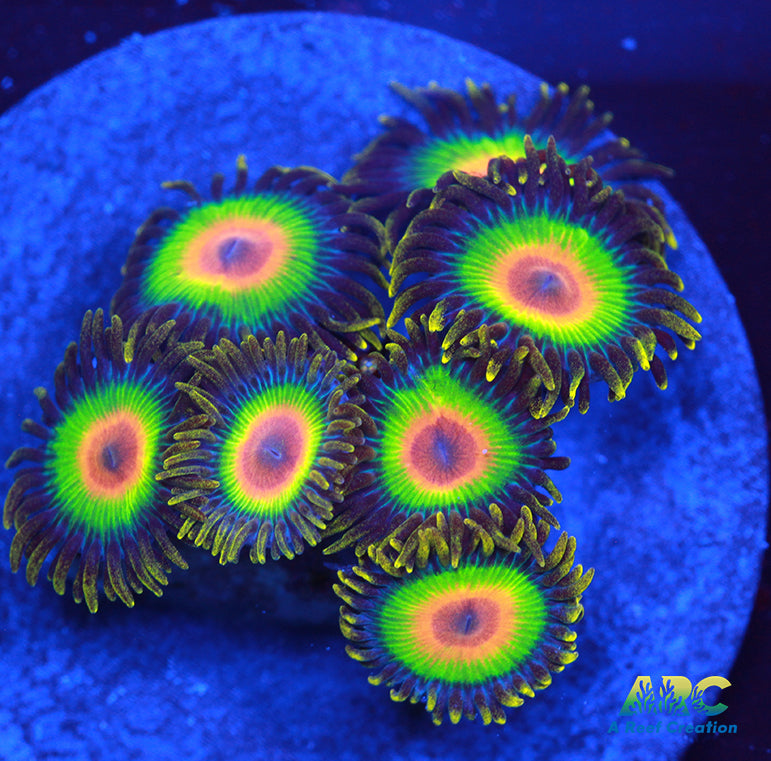 Rasta Zoas