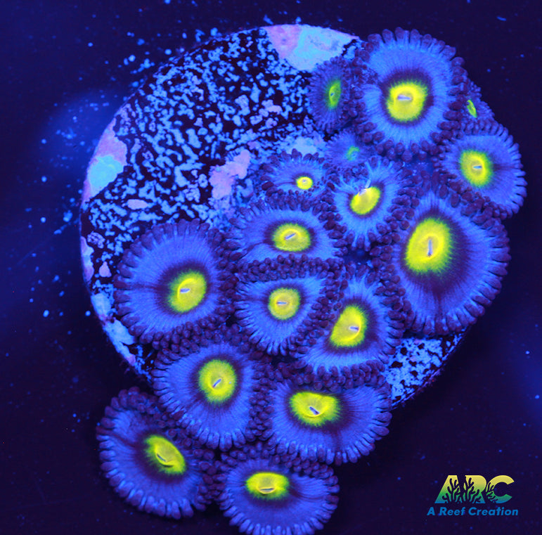 WWC AOI Zoas