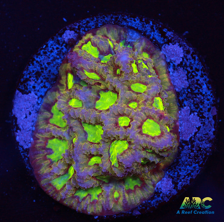 ARC Durin's Bane Favia