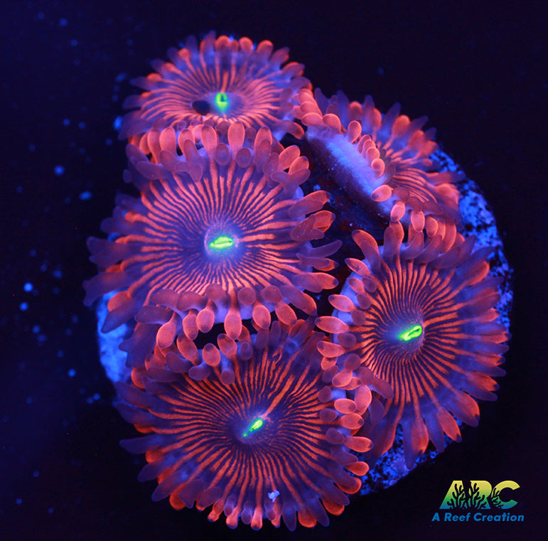 Electric Red People Eaters