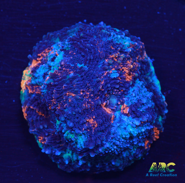ARC Bottom Dweller Acan Echinata