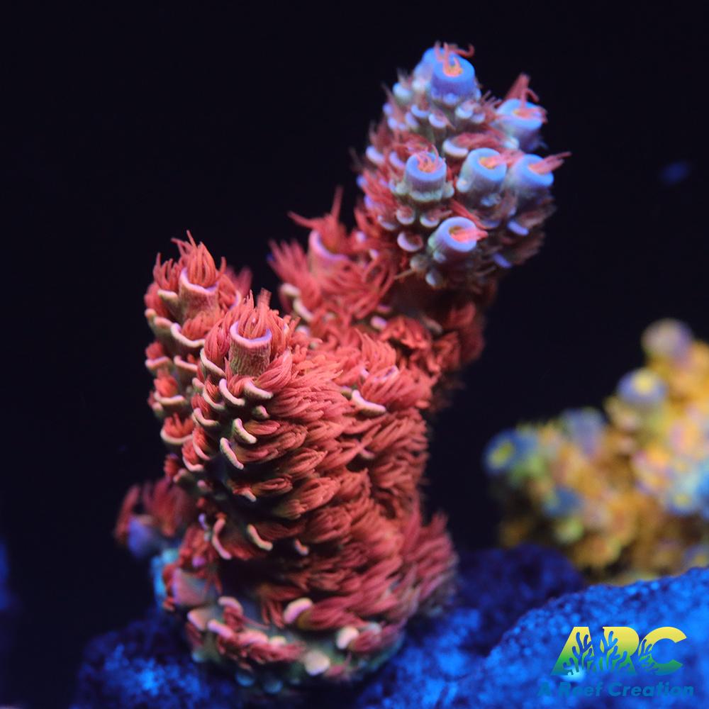 New Release ARC Flame of Udun Tenuis