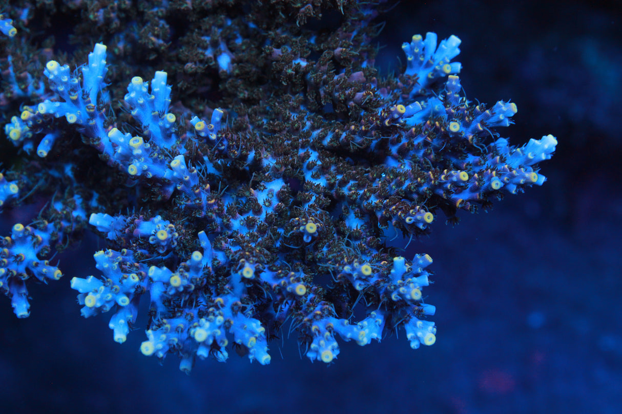 ARC Frozen Goldfinger