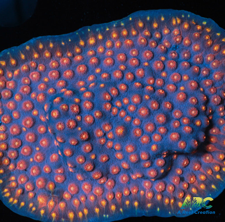 ARC Halley's Comet Plating Cyphastrea