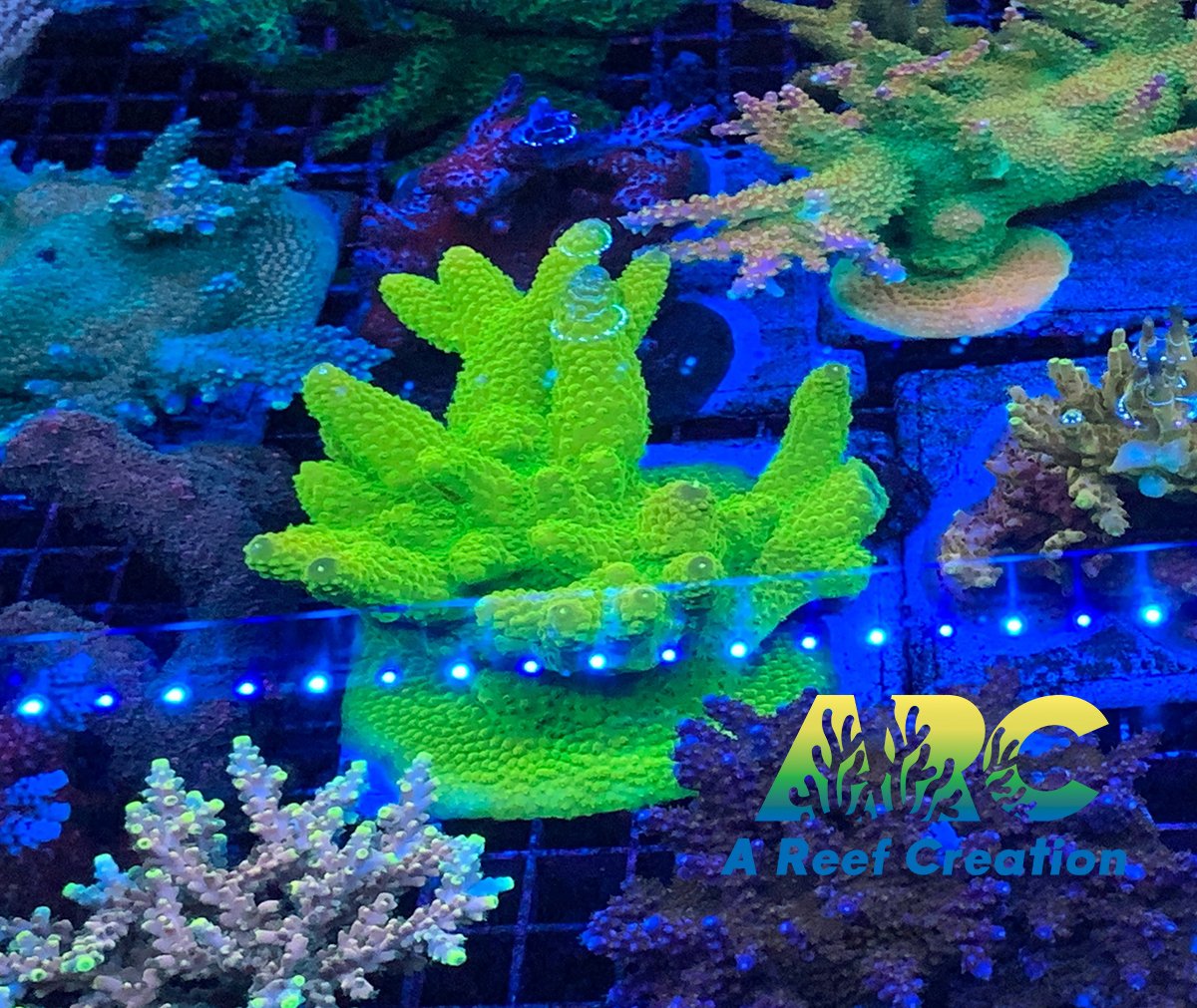 ARC RandyO's Humilis