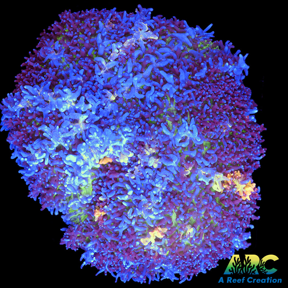 ARC Colossus Mushroom