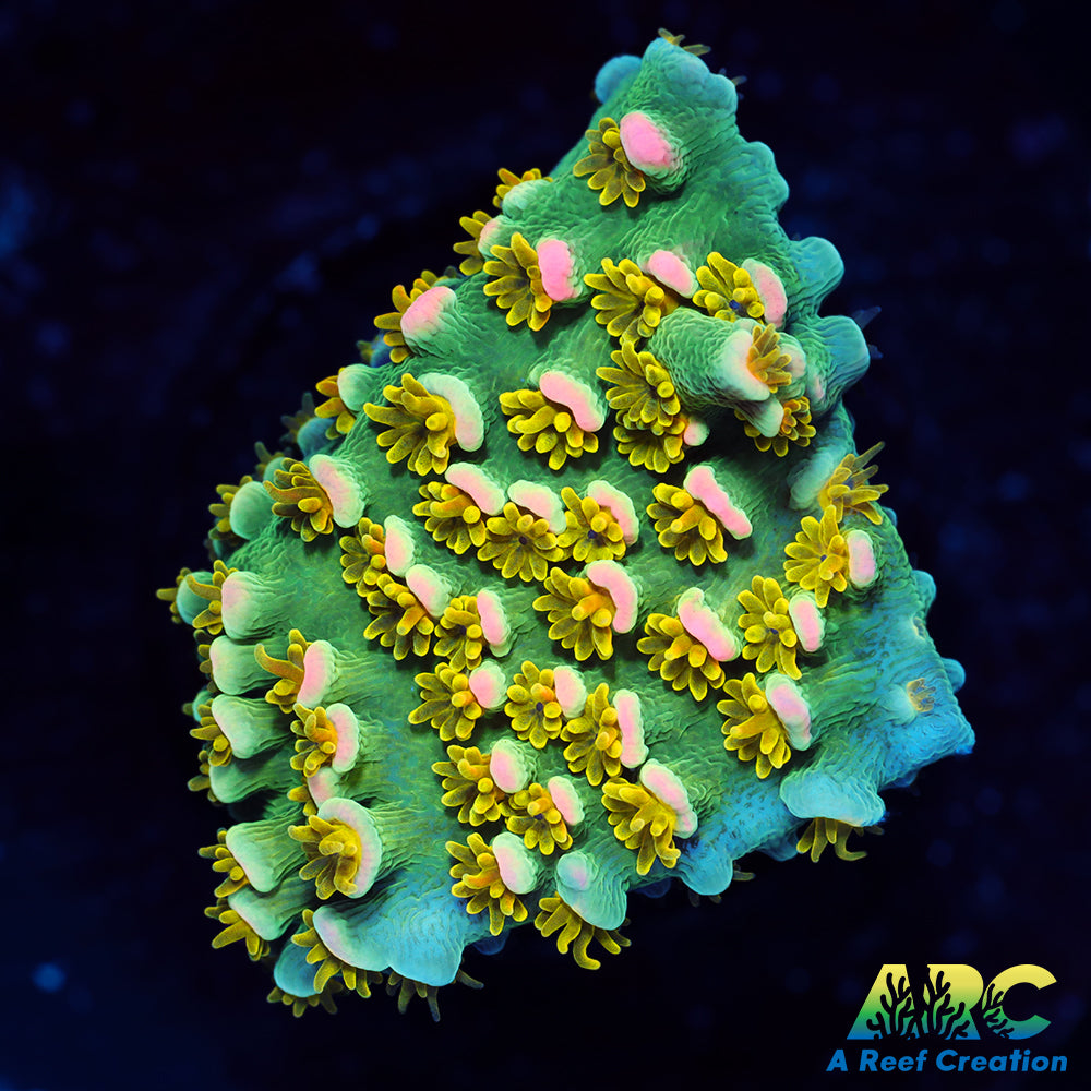 RRC Rubix Acro Cookie