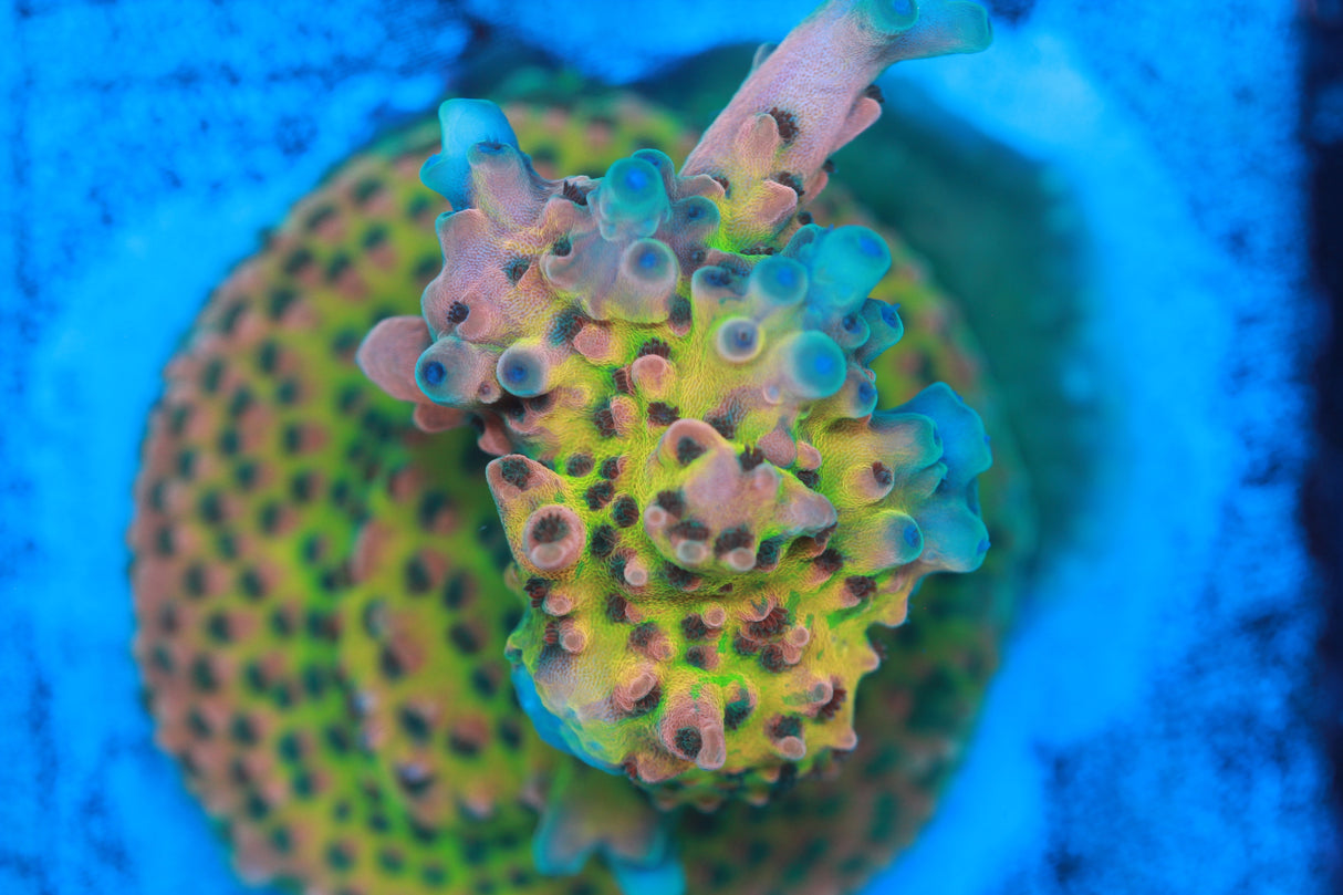 RRC Jaw Dropper Acro