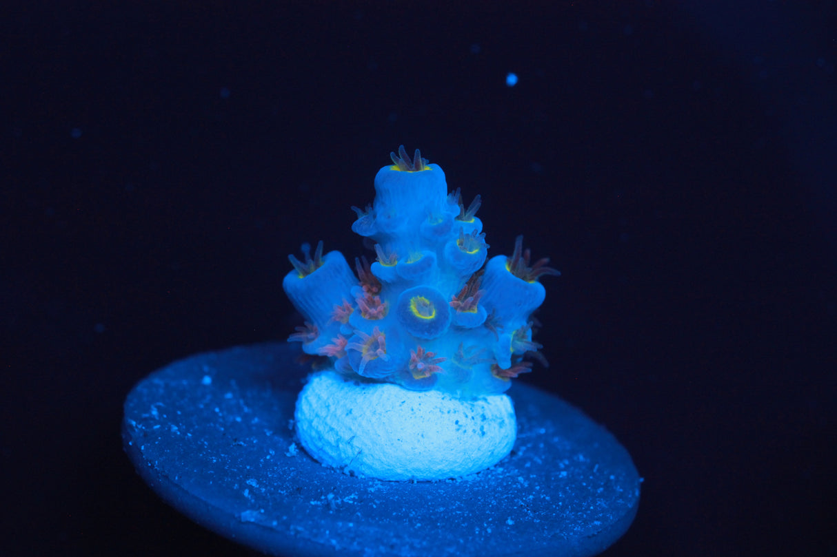 RRC Angry Birds Acro