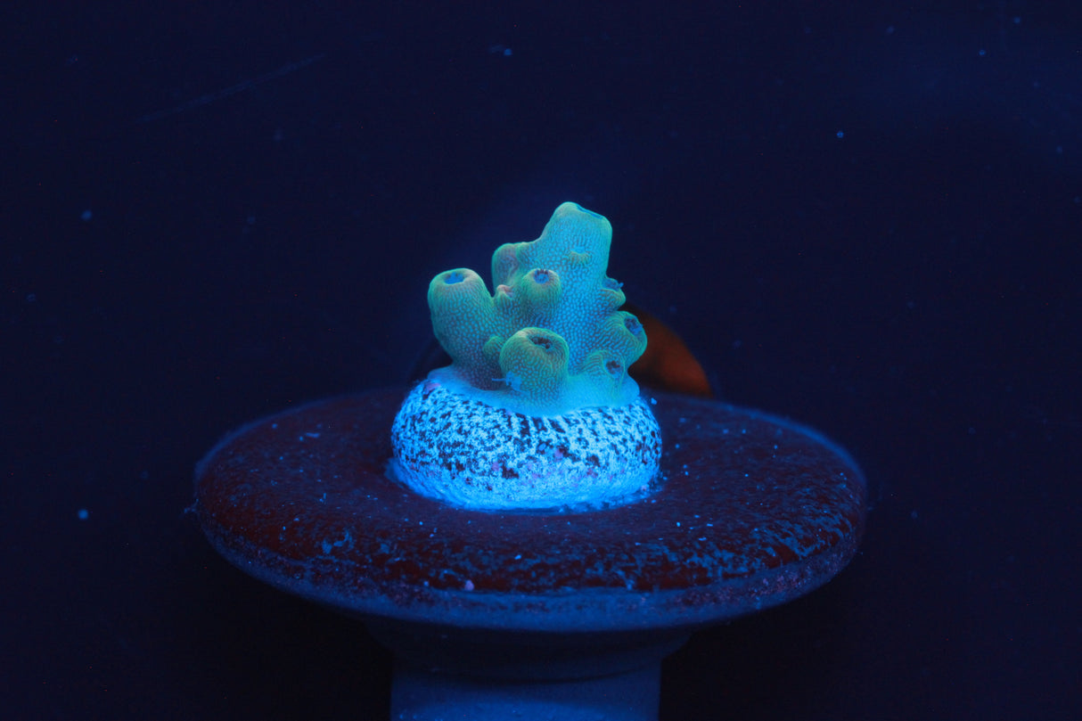 Collectors Acro Pack