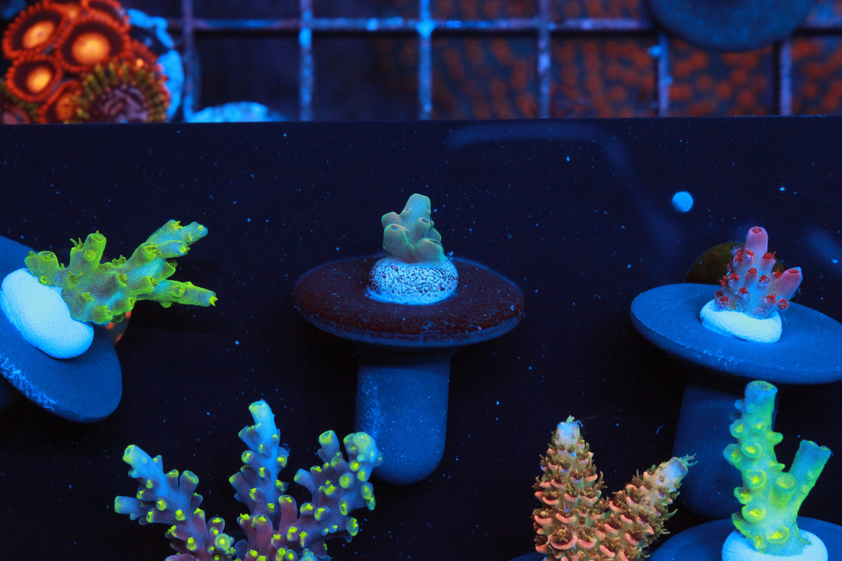 Collectors Acro Pack