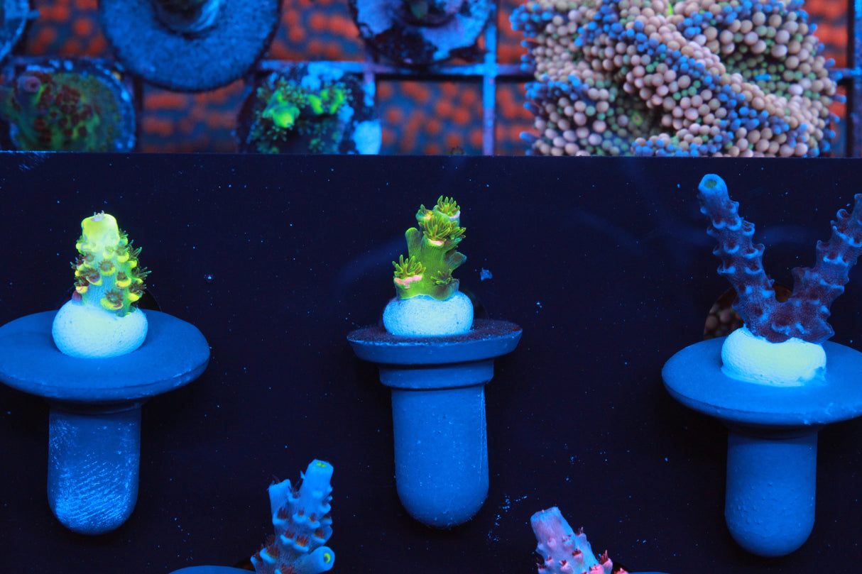 Collectors Acro Pack