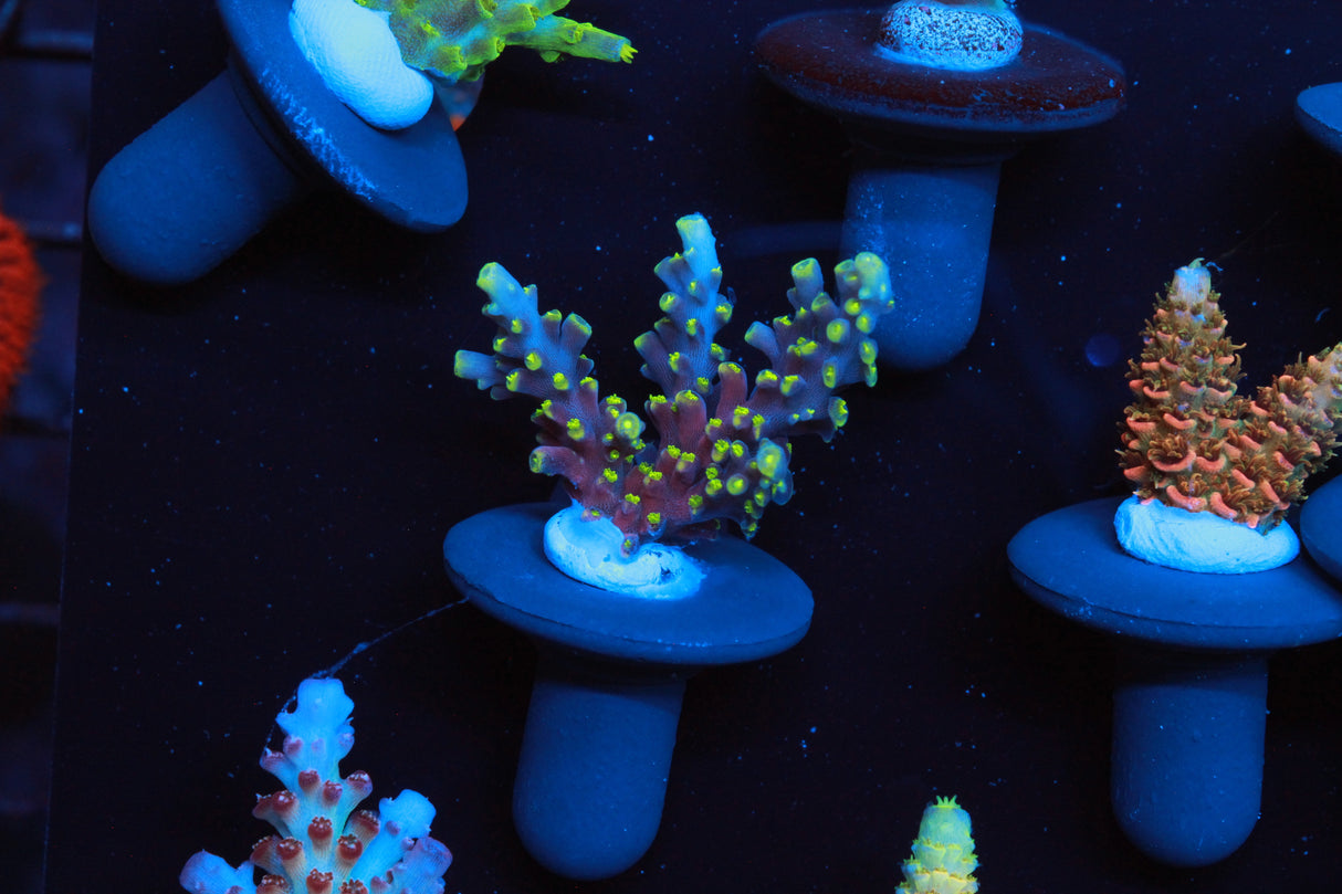 Collectors Acro Pack