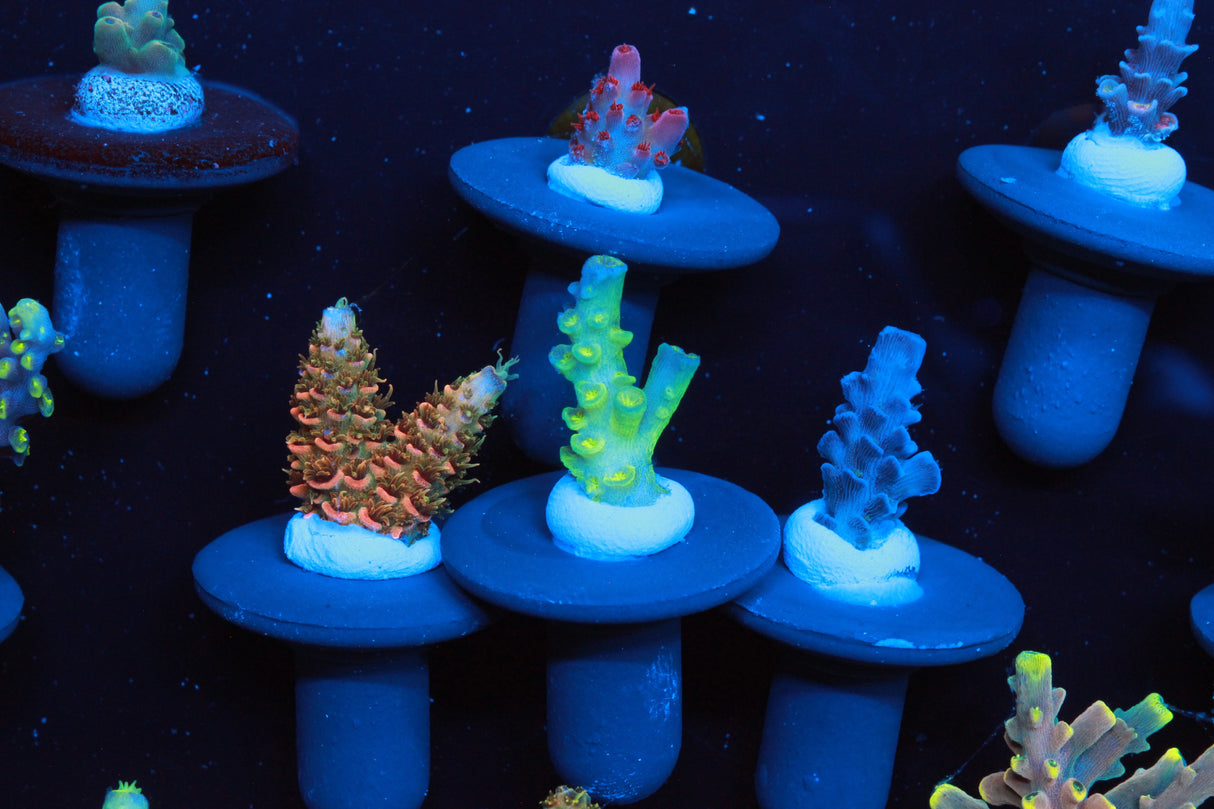 Collectors Acro Pack