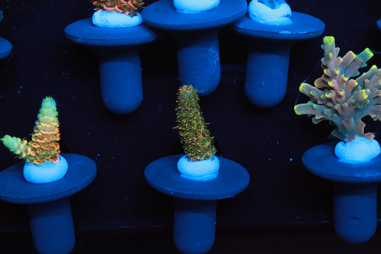 Collectors Acro Pack