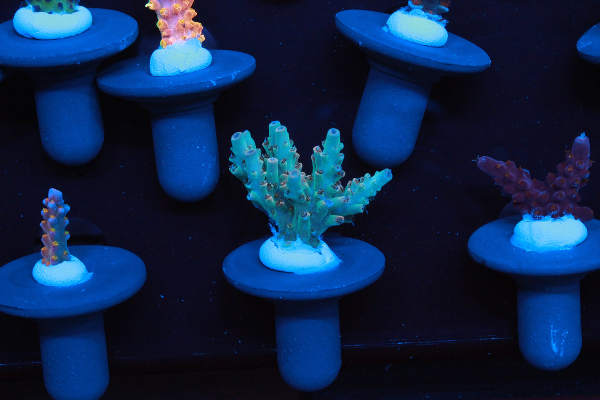 Collectors Acro Pack