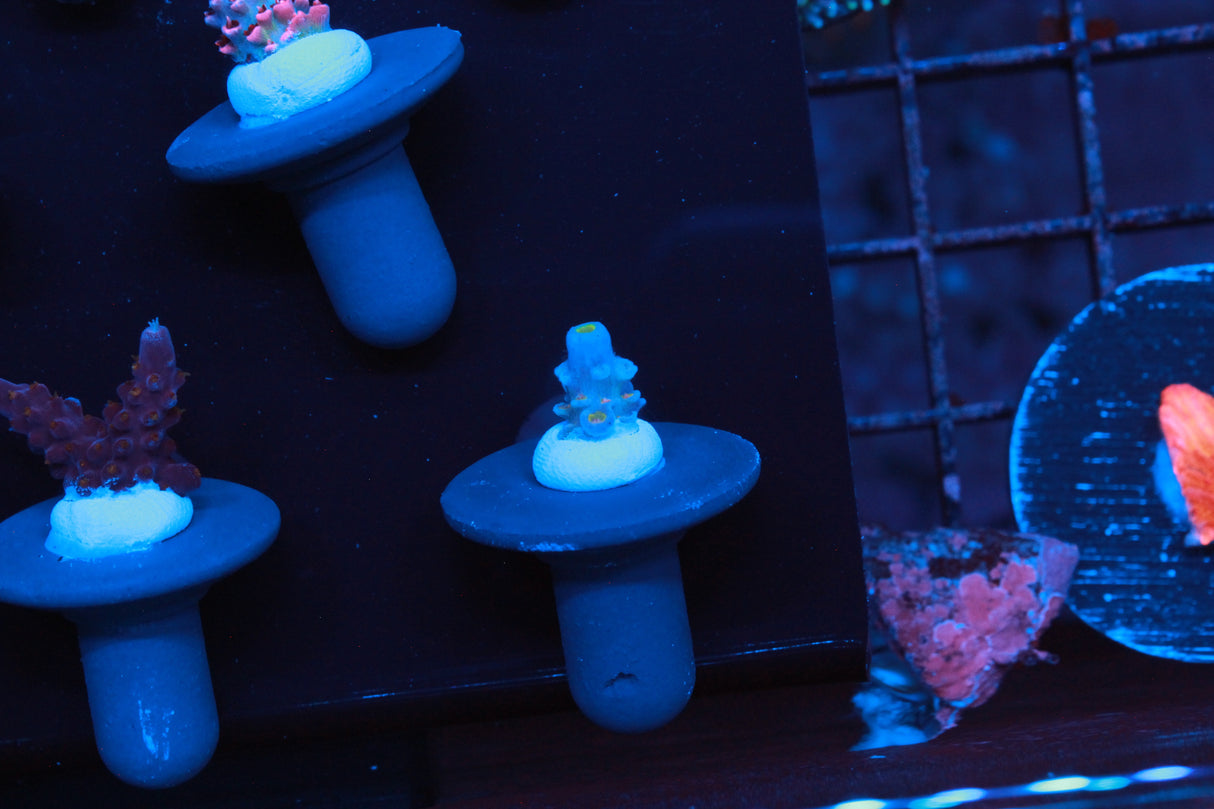 Collectors Acro Pack