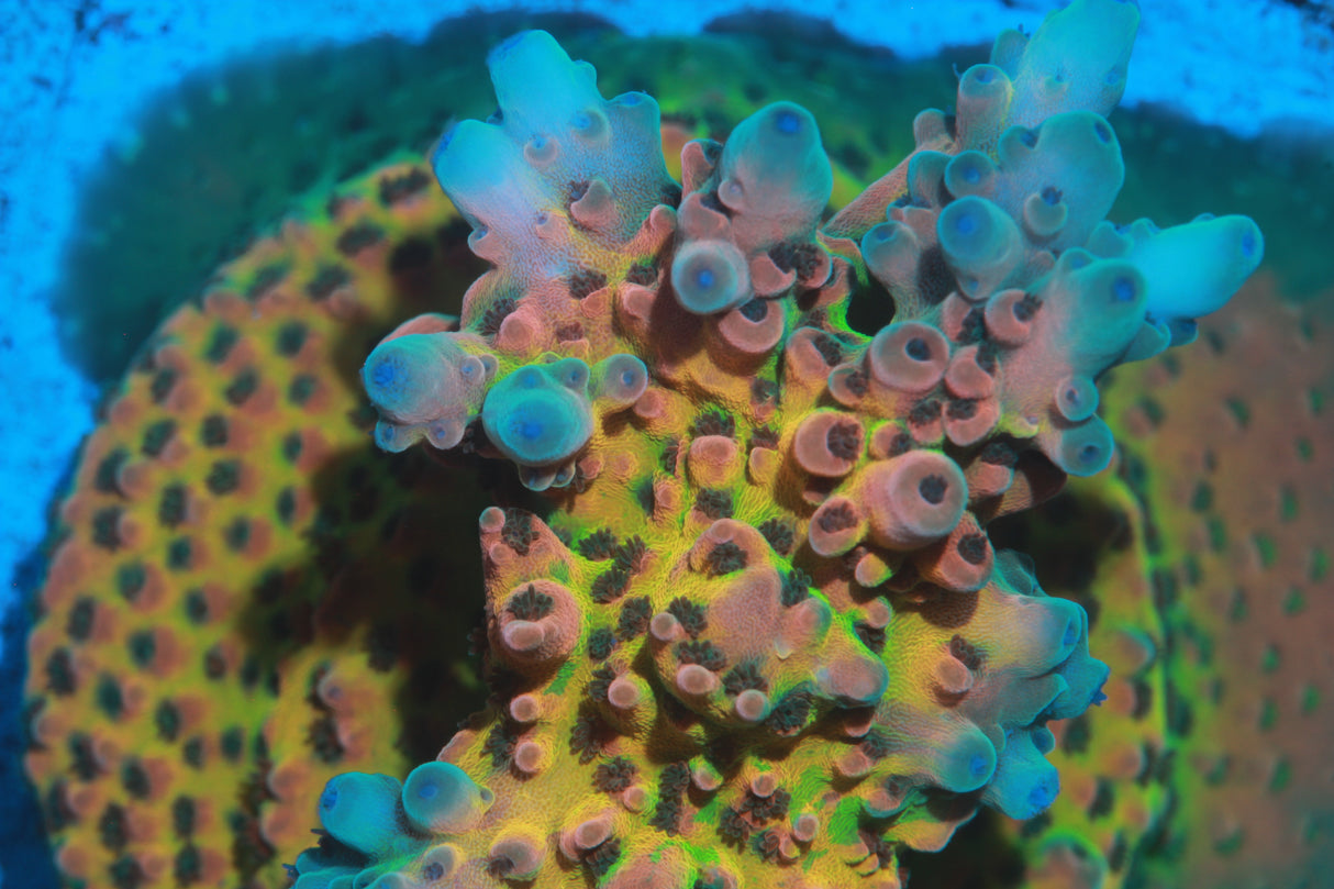 RRC Jaw Dropper Acro