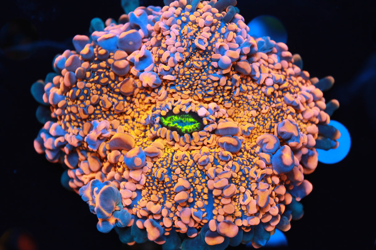 Bean Bag Bounce Yuma