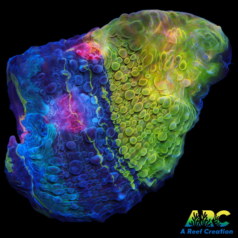 CCA Crayola Meltdown Chalice