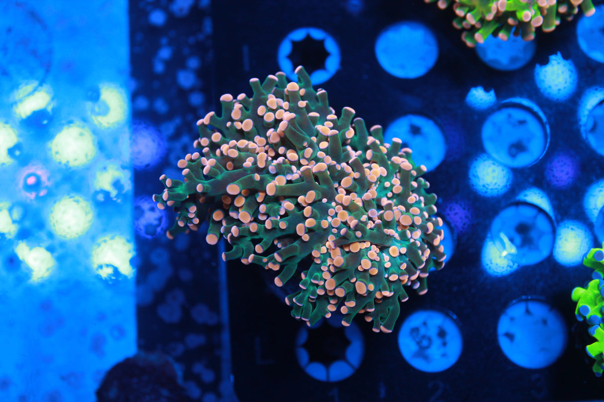 Ultimate Master Euphyllia Pack