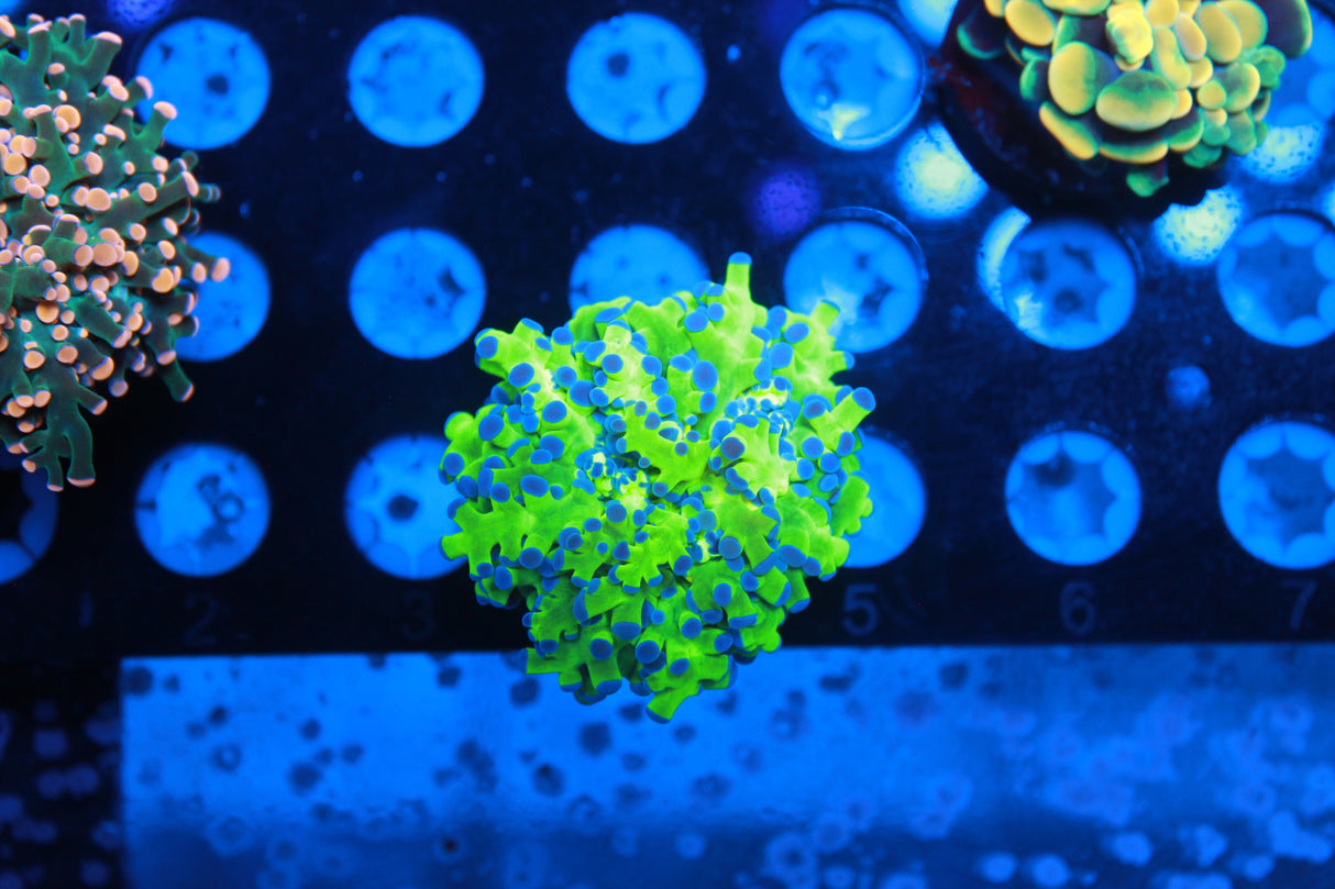 Ultimate Master Euphyllia Pack