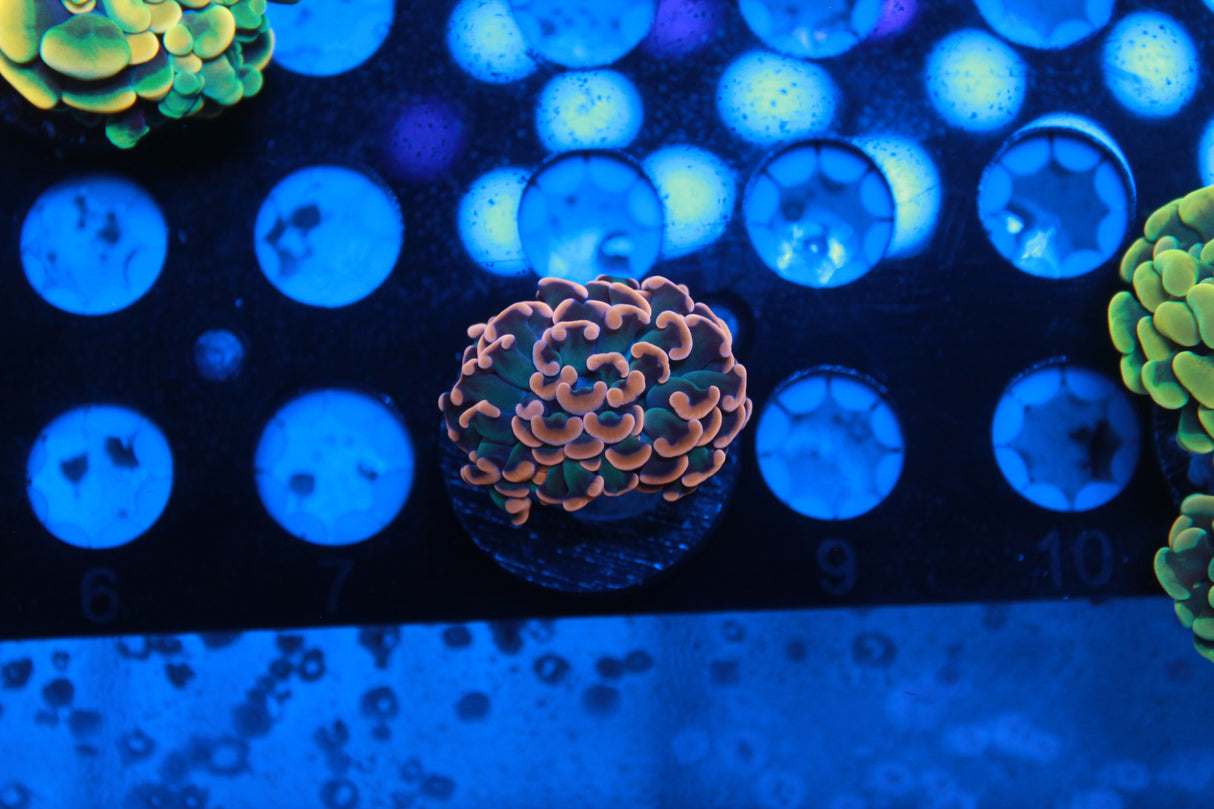 Ultimate Master Euphyllia Pack