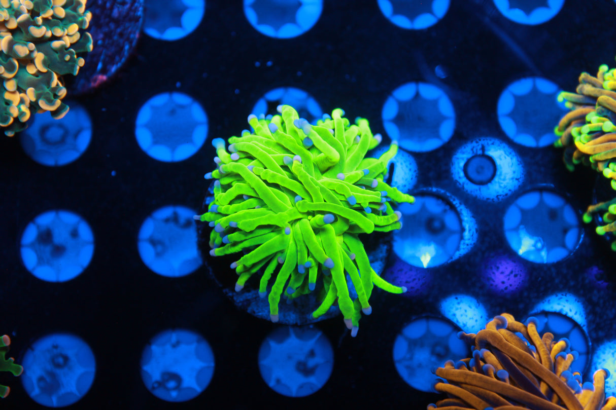 Ultimate Master Euphyllia Pack