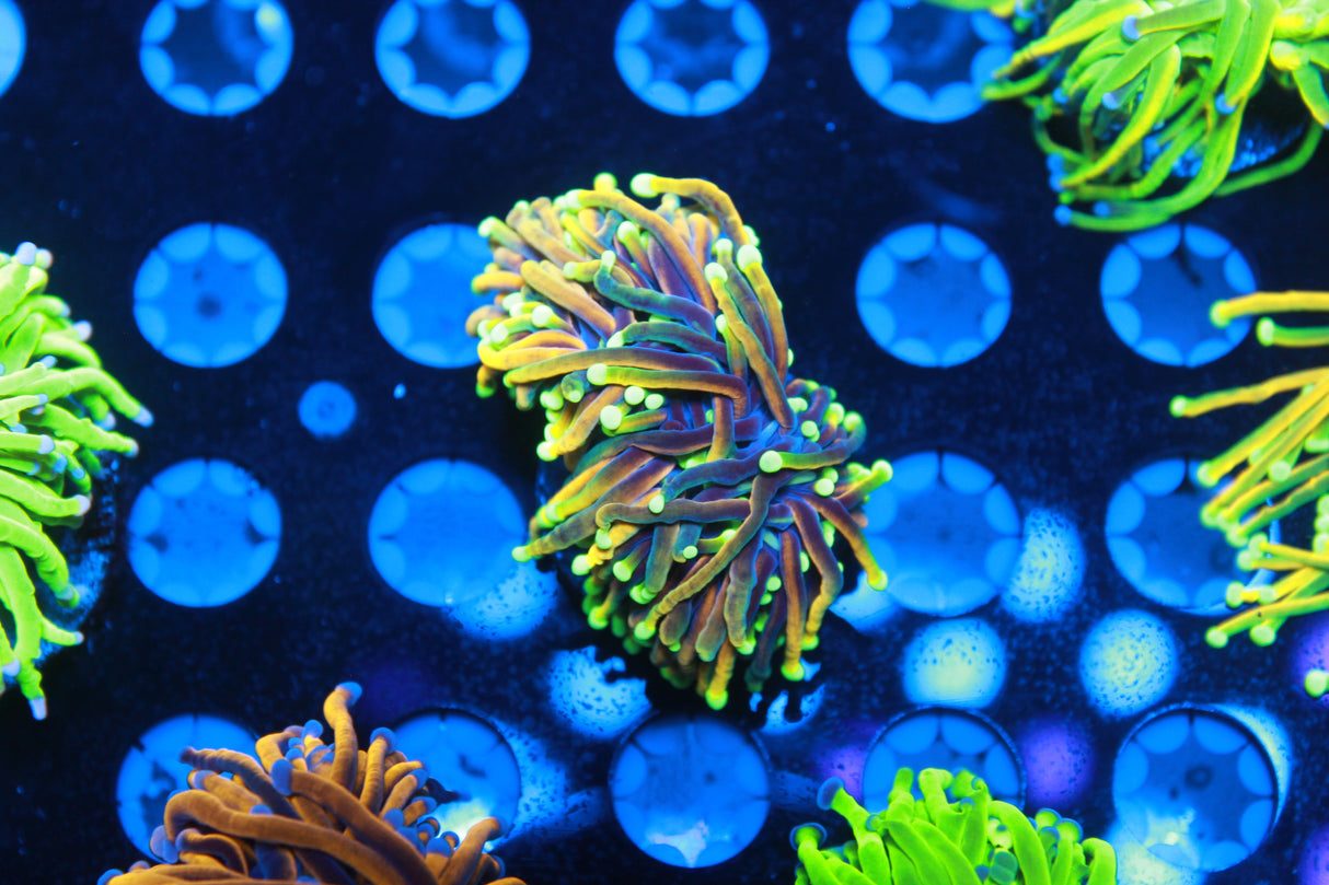 Ultimate Master Euphyllia Pack