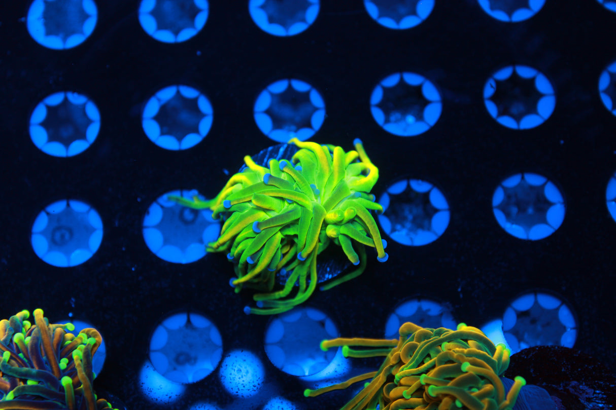 Ultimate Master Euphyllia Pack