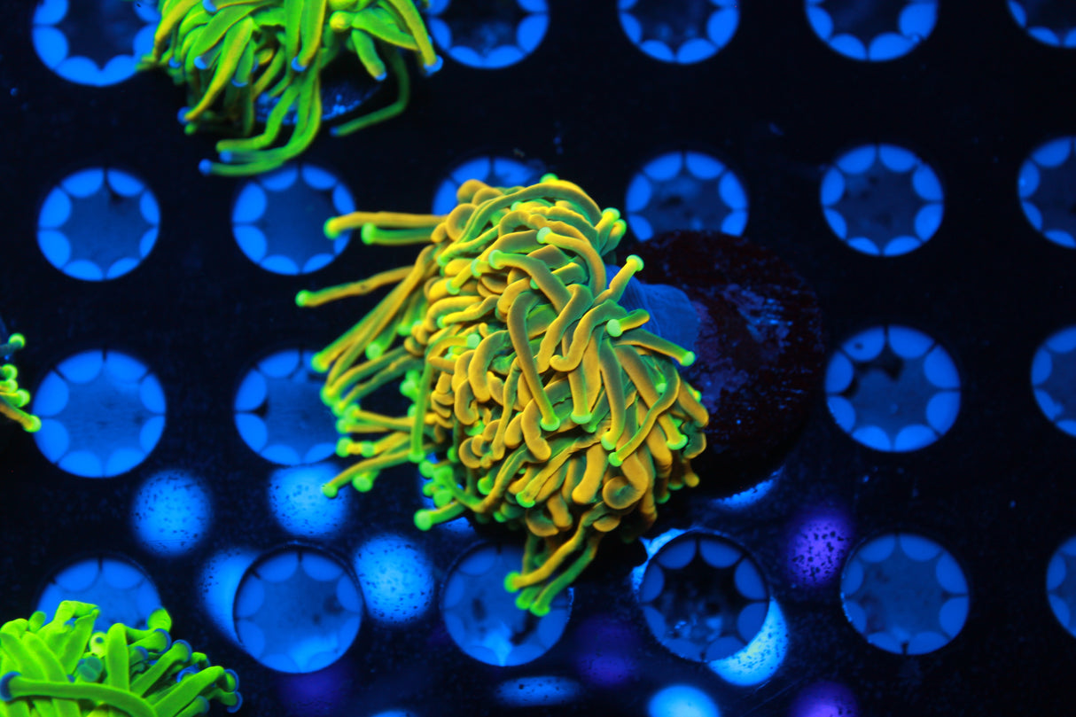 Ultimate Master Euphyllia Pack