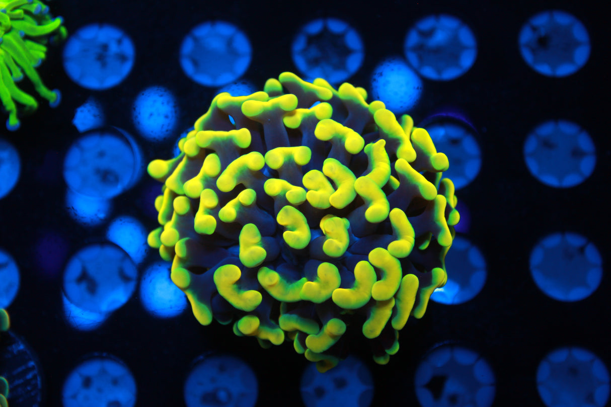 Ultimate Master Euphyllia Pack