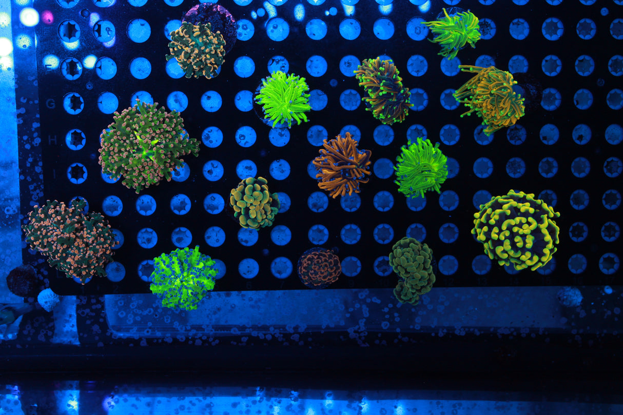 Ultimate Master Euphyllia Pack