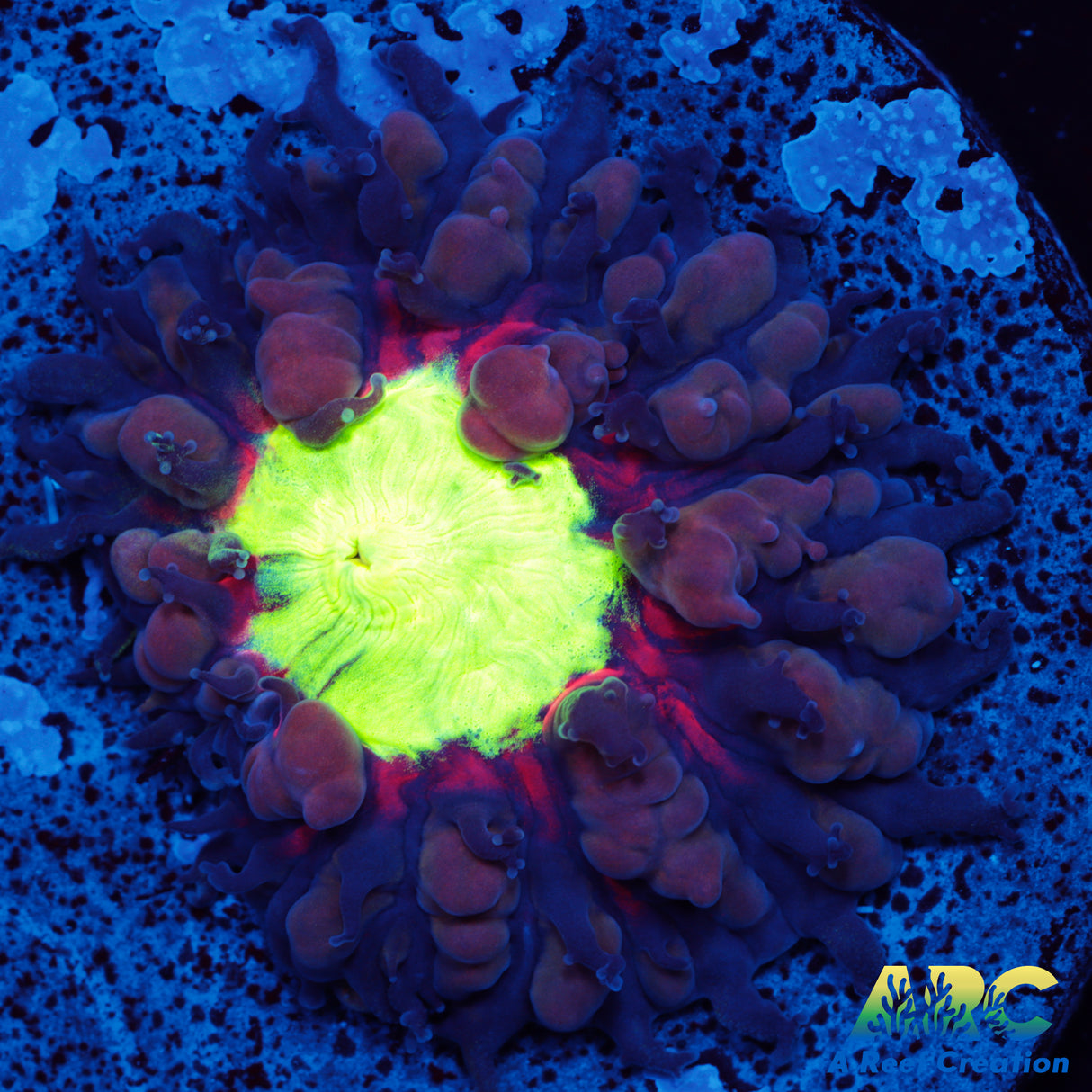 ARC Black Cherry Blasto